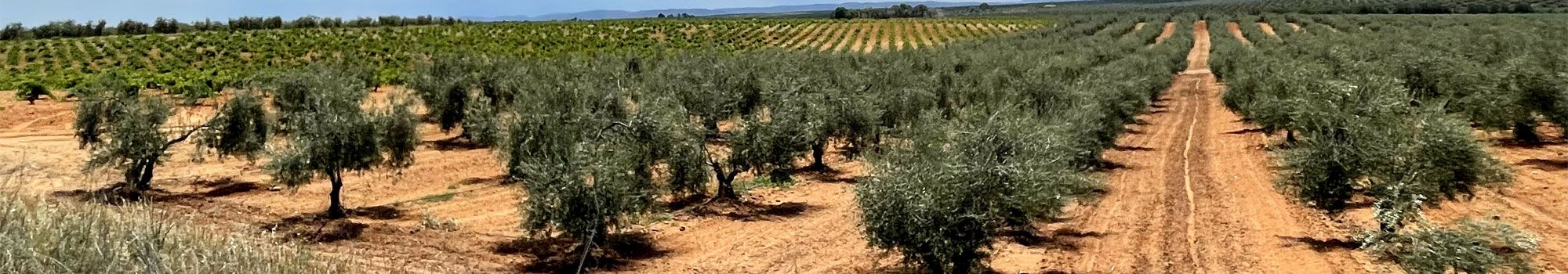 Venta y alquiler de solares y terrenos en Almassora, Almenara, Betxí, Burriana, Montanejos, Onda, Peñíscola y Vall d' Uixó. GRUPIN, S.A.  en Almazora - Almassora